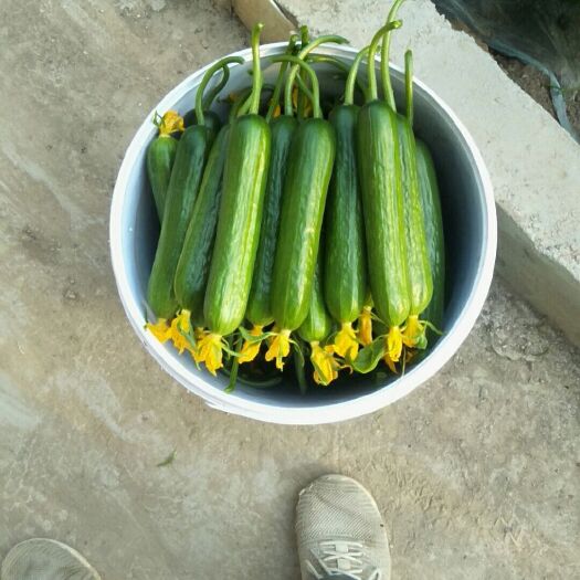 寿光市水果黄瓜 15~25cm