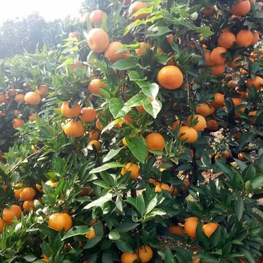 当阳市温州蜜柑 温州蜜桔产地大量批发，诚信经营，质量为上。