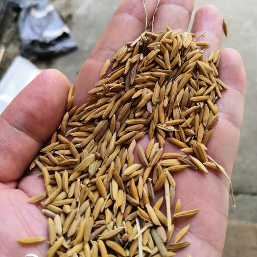 桂平市百香139稻谷 现货200吨