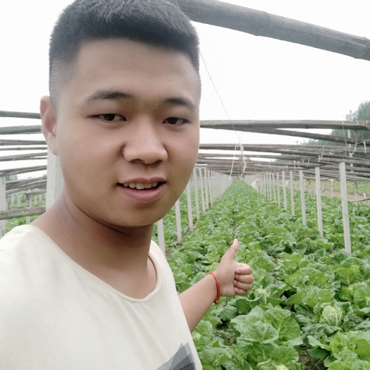 2-5斤✔夏阳白菜✔圆头白菜✔热白菜✔山东高青万亩✔产地直销