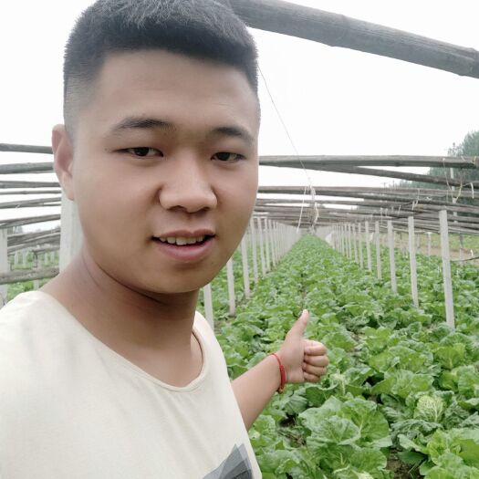 高青县2-5斤✔夏阳白菜✔圆头白菜✔热白菜✔山东高青万亩✔产地直销
