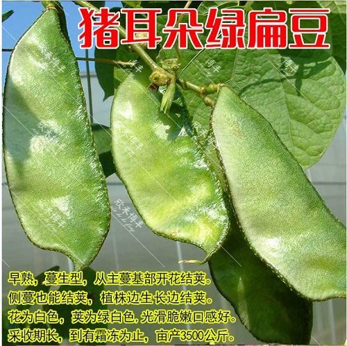 邵东市摘不败红眉豆种子紫扁豆种子高产抗病 家庭种植绿色蔬菜种子