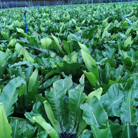广州山苏菜
