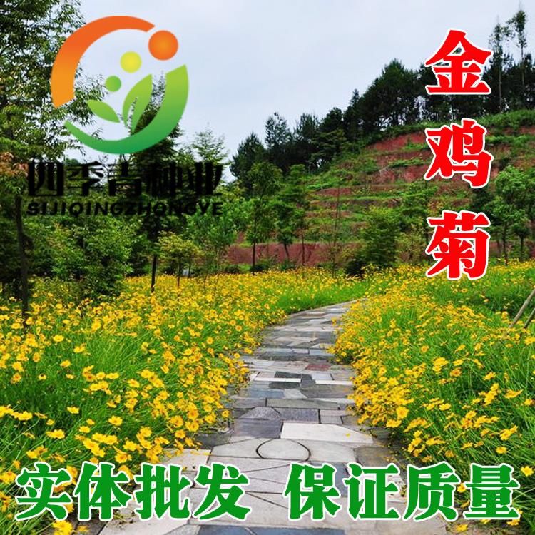 沭阳县菊花种子金鸡菊种子多年生宿根花卉园林景观绿化工程花种子