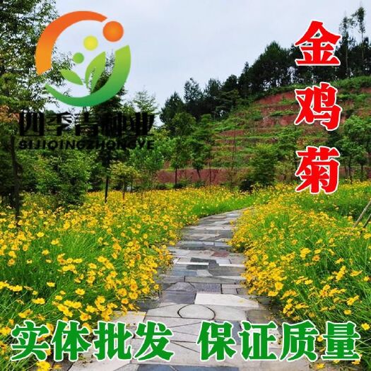 菊花种子金鸡菊种子多年生宿根花卉园林景观绿化工程花种子