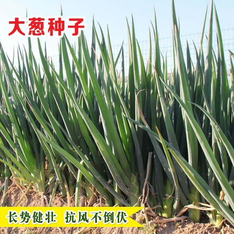 長白大蔥種子  山東大蔥種籽壽光蔬菜種子菜園蔥高產(chǎn)秋