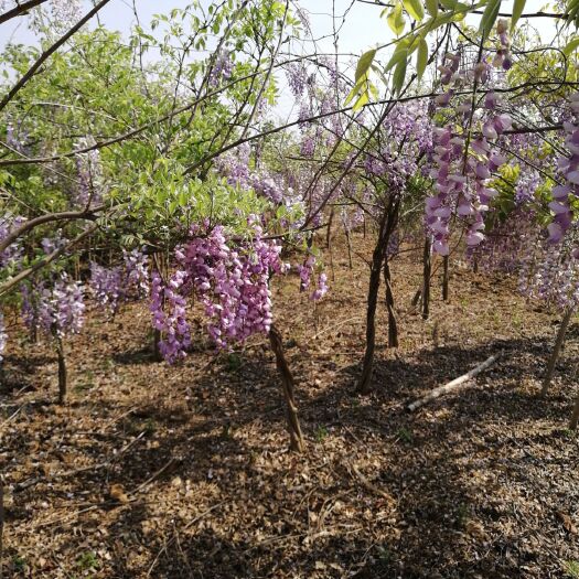 平邑县重瓣紫藤  紫藤树苗爬藤树苗庭院栽植南北方地栽