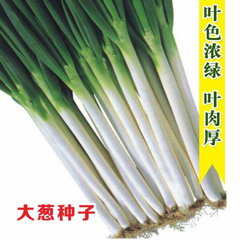 長白大蔥種子  山東大蔥種籽壽光蔬菜種子菜園蔥高產(chǎn)秋