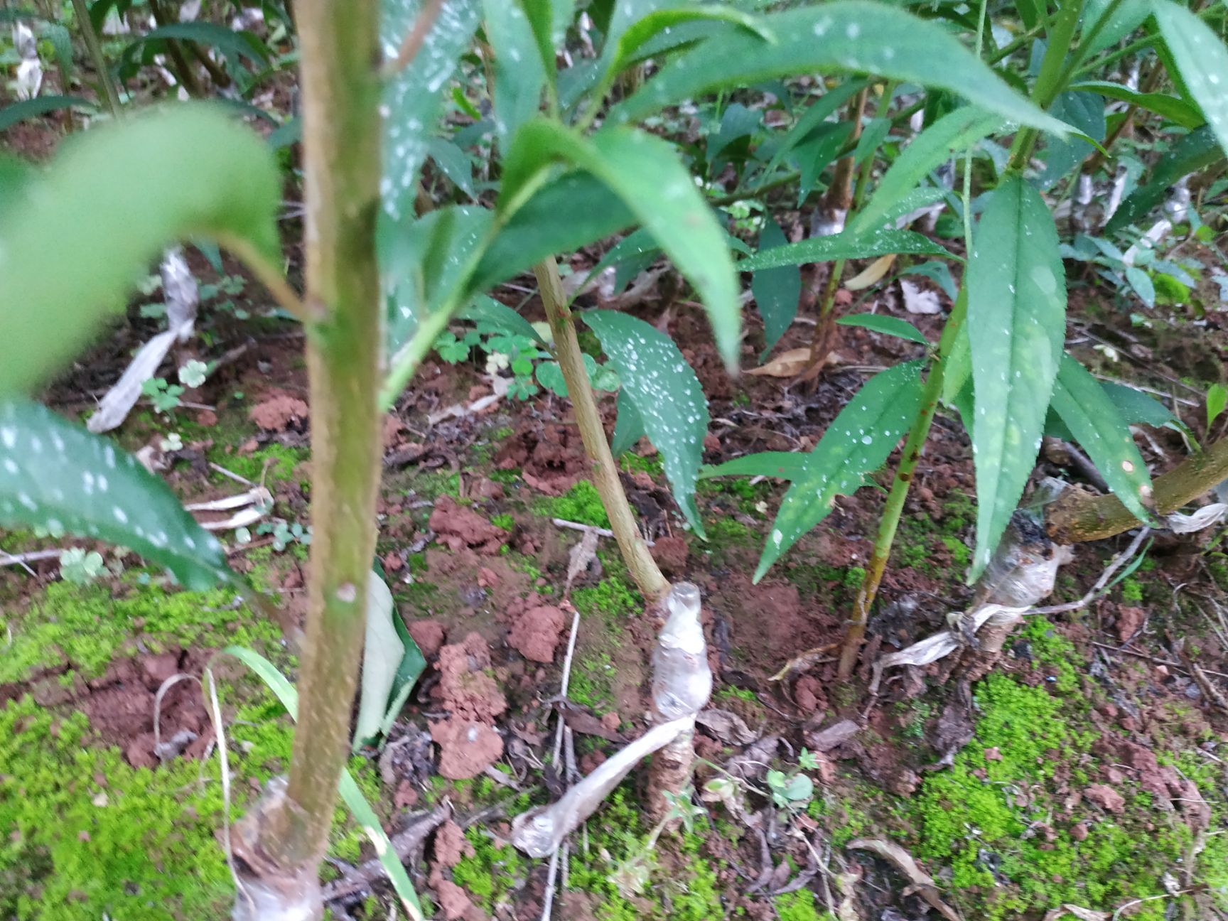 蜂糖李树苗自家苗圃种植蜂糖李子苗 巨进1号（晚熟蜂糖李）