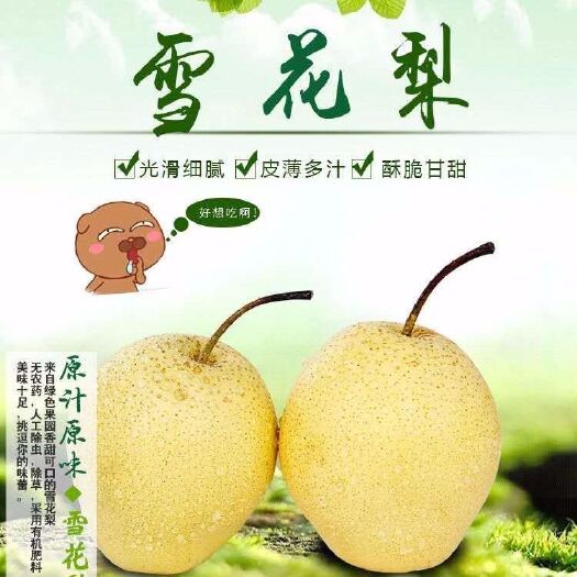 赵县 赵州雪花梨38斤箱装