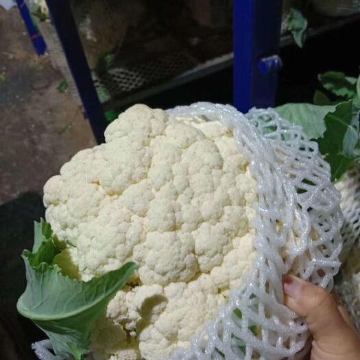 通许县白花菜花  有机花，大量上市，青梗小米粒，货源充足，质量杠杠