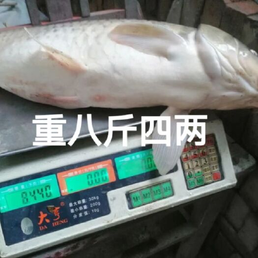 万荣县 黄河鱼  有鲤鱼  草鱼  鲫鱼  八胡子  鲶鱼