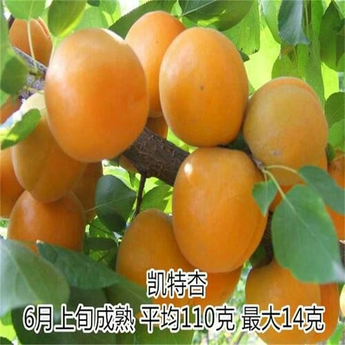 平邑县凯特杏树苗 包成活包结果包品种 可视频看货