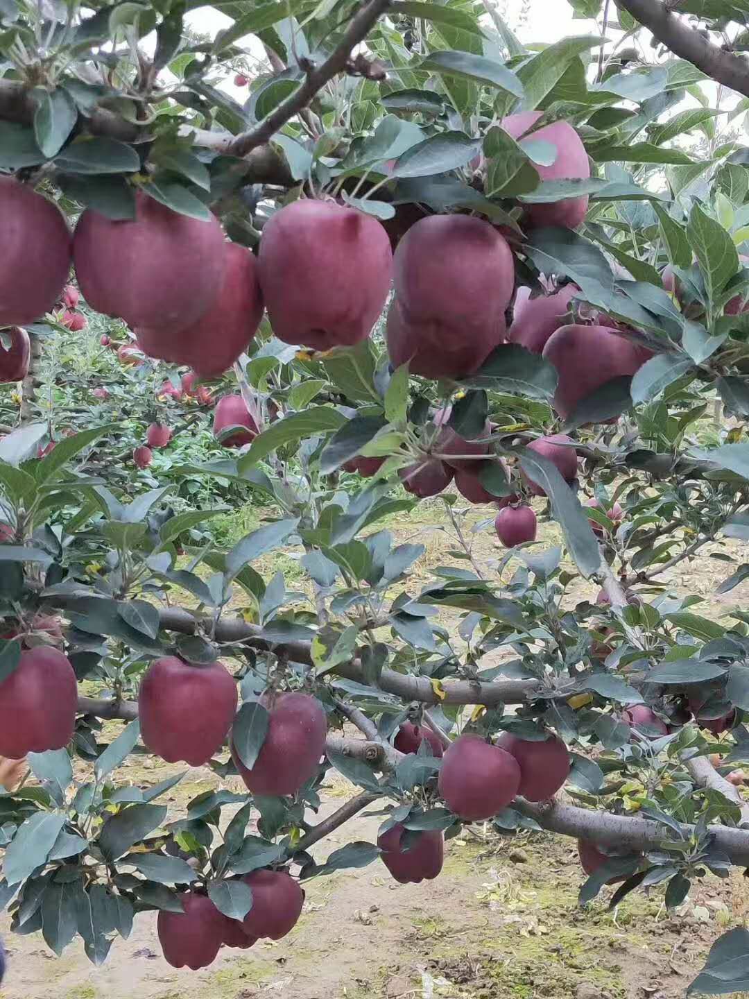 甘肃礼县花牛苹果
