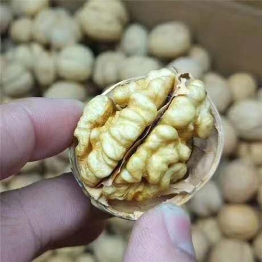 平邑县 纸皮核桃苗8518核桃苗薄皮核苗现挖现售品种纯正包成活