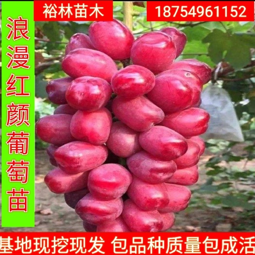 平邑县 浪漫红颜葡萄苗嫁接苗包品种包成活当年挂果基地发货可实地来考察