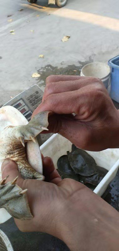 湖北养殖场甲鱼黑花边黄花边肉质鲜美鲜
味十足