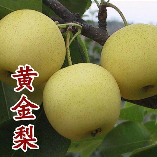 平邑县黄金梨苗  包成活包结果 可视频看货