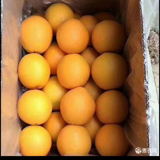 信丰县伦晚脐橙 江西赣南脐橙