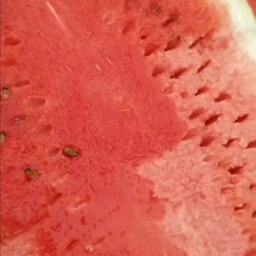 桂林p2西瓜 缅甸大花瓜