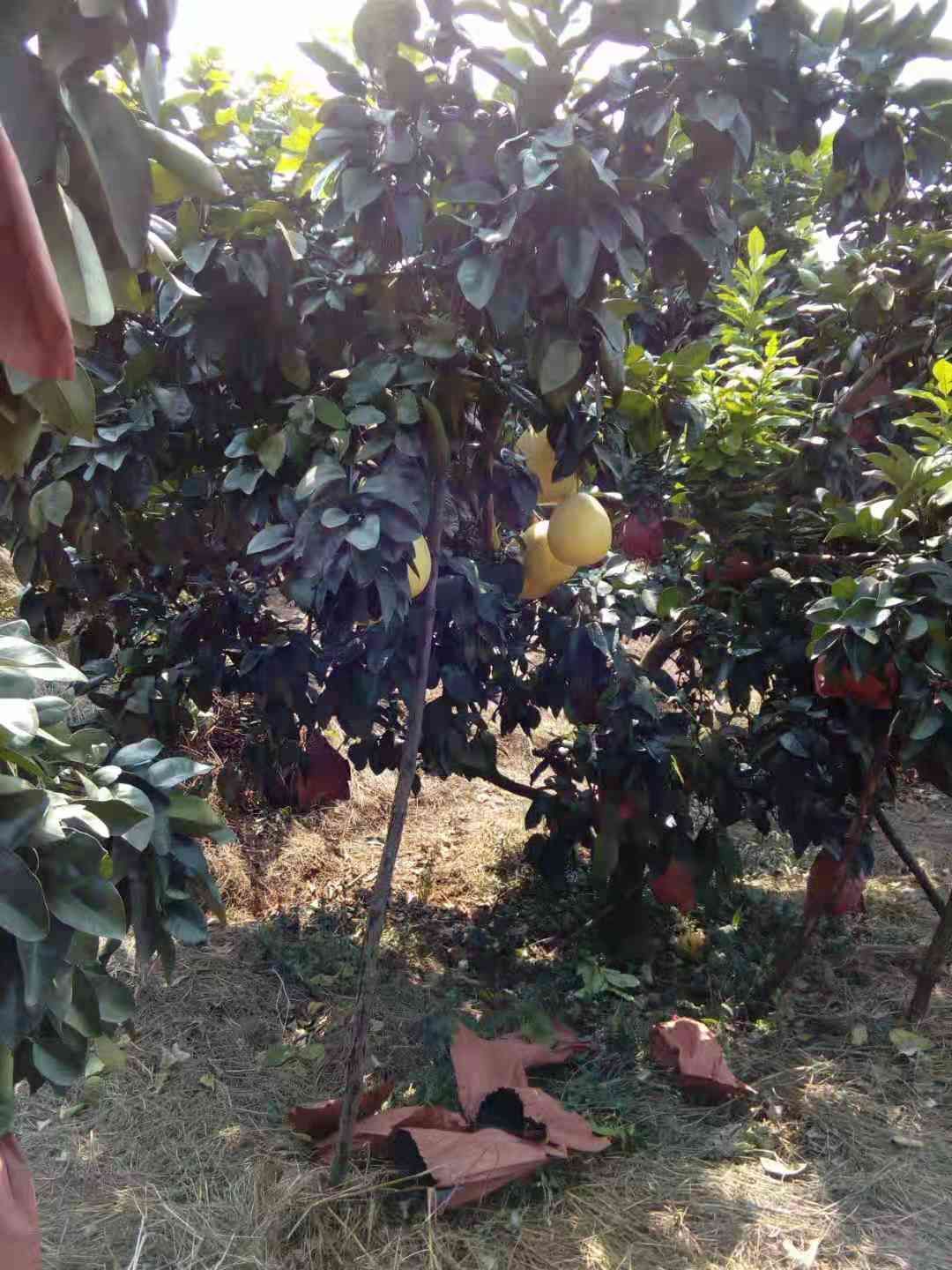 红肉蜜柚产地批发