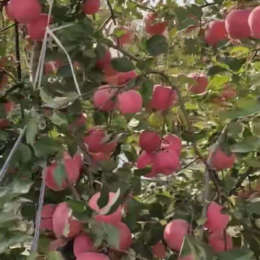 范县 有200亩苹果
