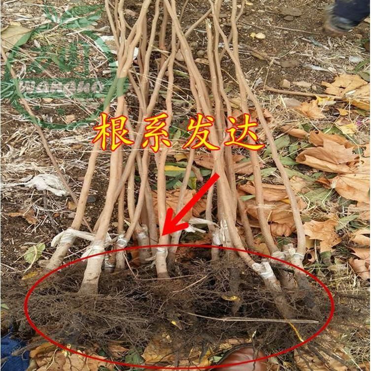  不暖甜柿树苗，摘下来即可食用，保证品种，基地直发