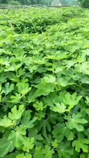 简阳市红心无花果苗 无花果