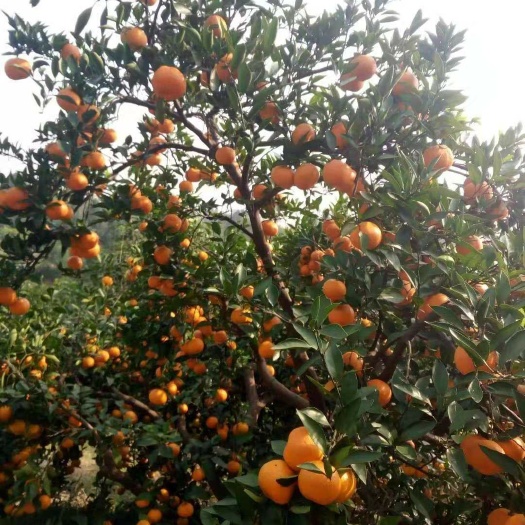 当阳市 黄橘子基地直销，无中间商。