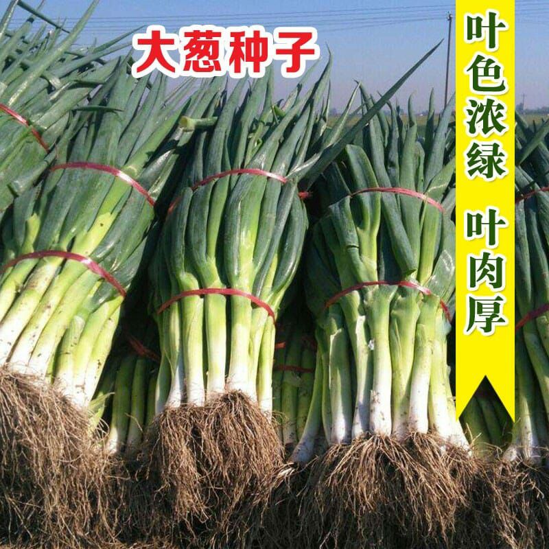 長白大蔥種子  山東大蔥種籽壽光蔬菜種子菜園蔥高產(chǎn)秋