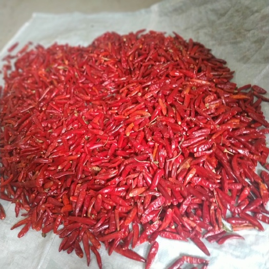 临颍县 精品干辣椒，自己家种的20亩，保质保量。