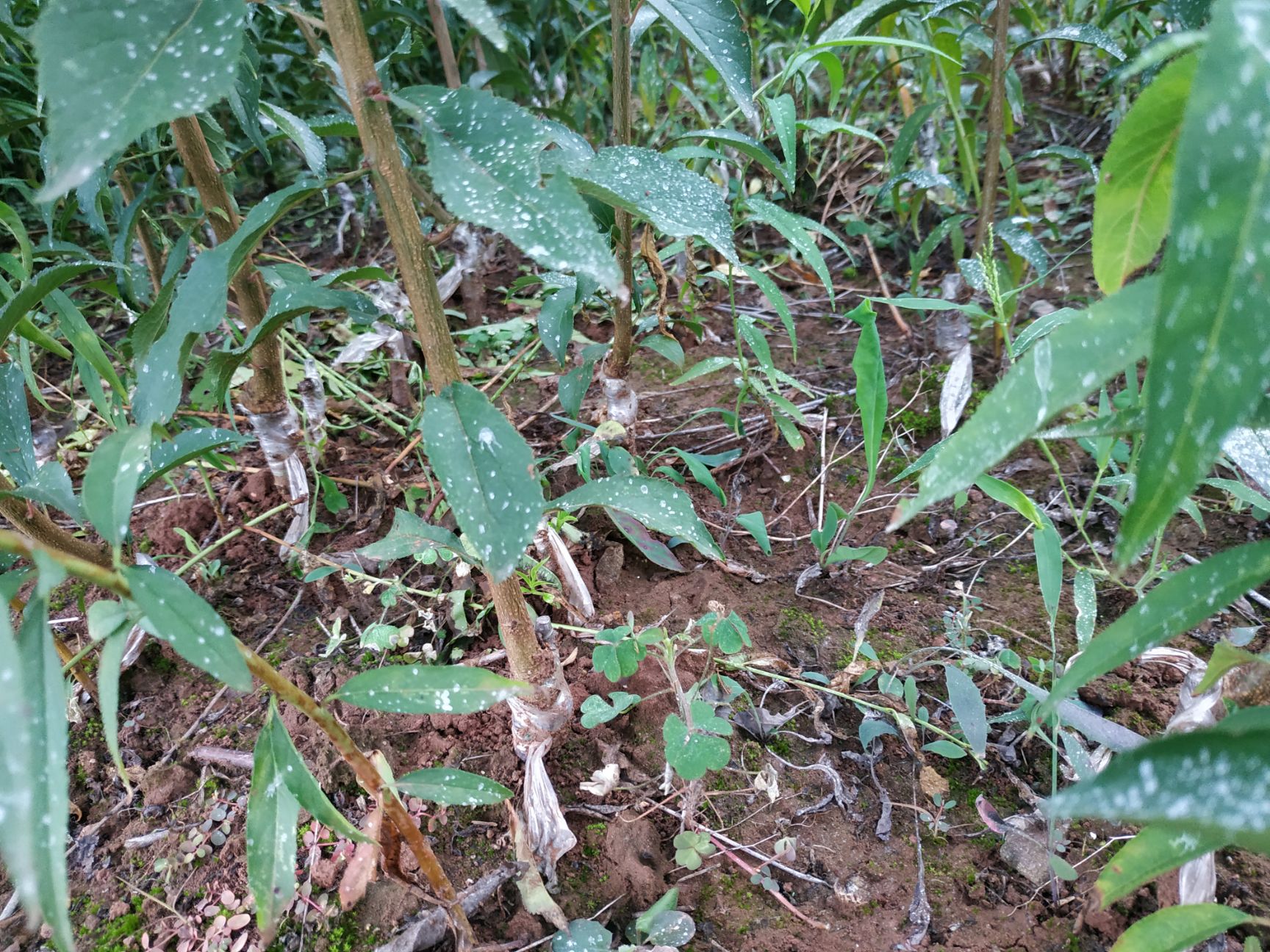 蜂糖李树苗自家苗圃种植蜂糖李子苗 巨进1号（晚熟蜂糖李）