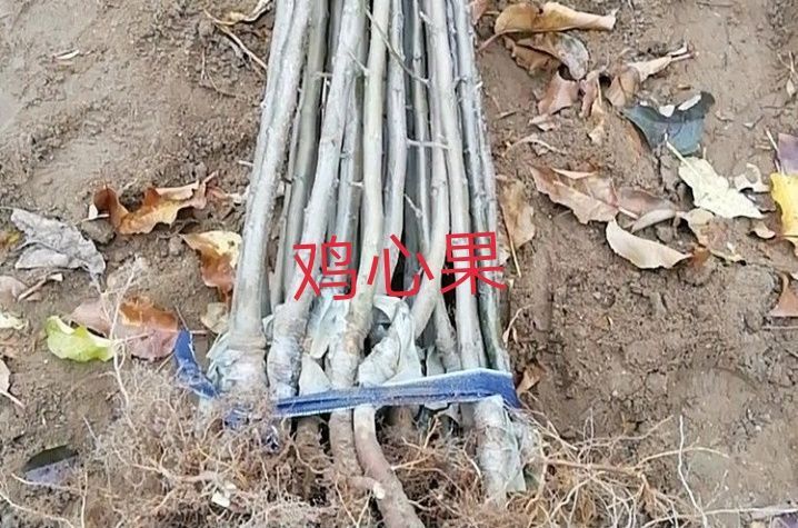 盖州市锦绣苹果苗 耐寒鸡心果苗