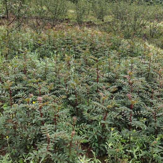 汉源县 汉源花椒苗各个规格都有，