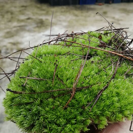 洋县 青苔，苔藓，白发藓