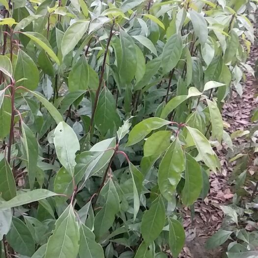 宜宾骨架香樟 油樟树苗