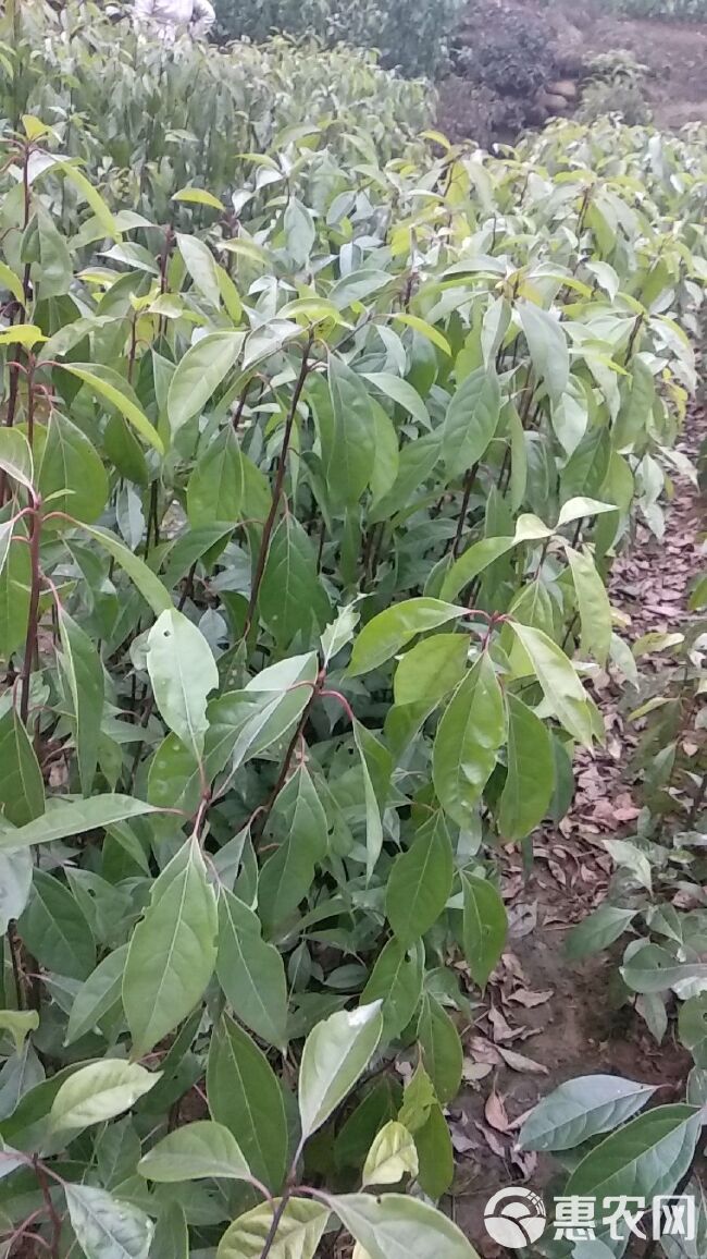 骨架香樟 油樟树苗