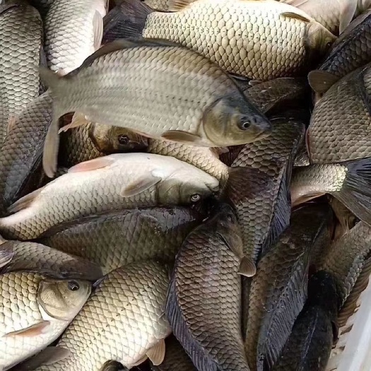 黄金鲫    鲫鱼    工程鲫
