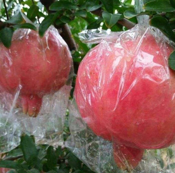  正宗临潼石榴开始上市