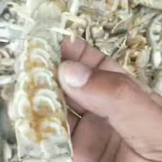 荣成市 刚下船的渤海皮皮虾