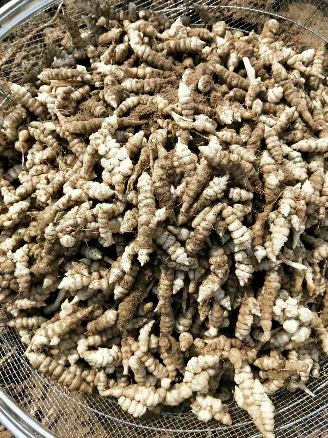 宝塔菜  2020新货,螺丝菜种子 2.99 元/斤