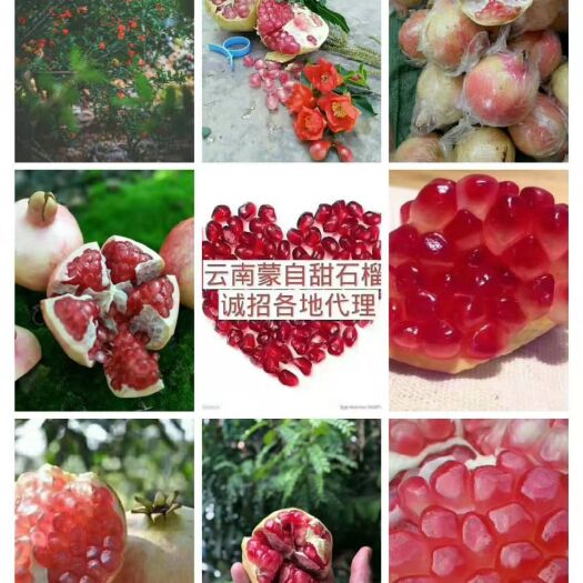 蒙自市 云南蒙自甜石榴支持支持一件代发