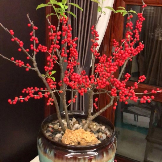 丹东北美冬青 中国红，挂果期长发半年不落，国庆优惠发货中，降温拉，降温拉，
