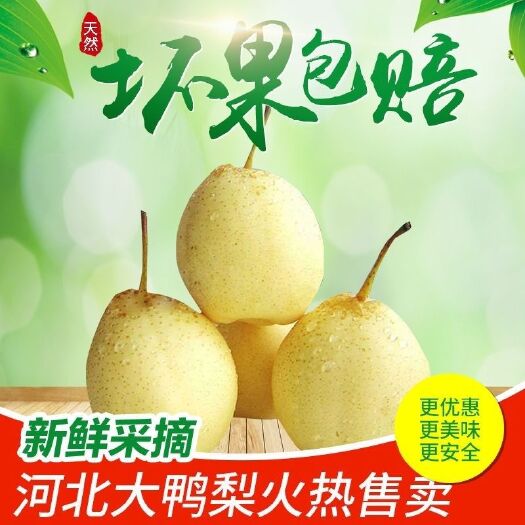赵县 河北赵县大鸭梨38斤装