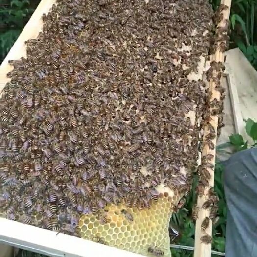 六盘水 正宗纯蜂蜜