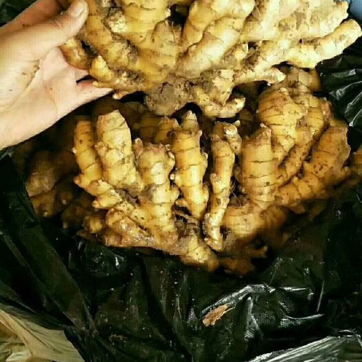 商河县 精品生姜产地批发  一手货源  基地直供【高产王姜种】