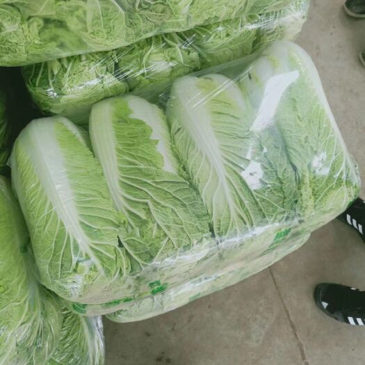  北京三号白菜，新三号大白菜山东白菜大量供应