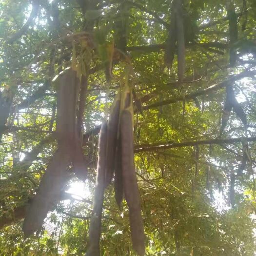 沂南县 出售中药材皂角，皂角刺