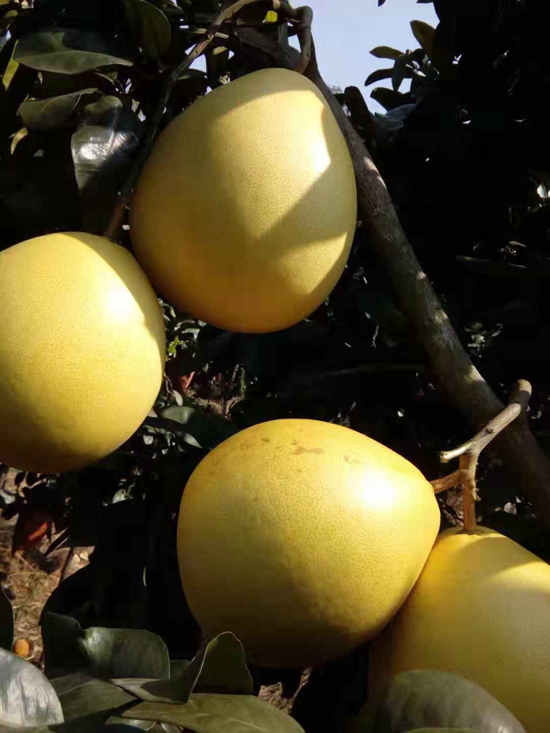  红肉蜜柚产地批发