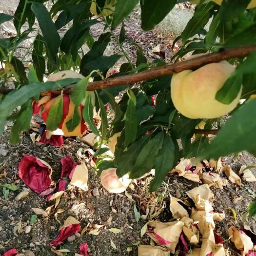 临朐县 映霜红蜜桃